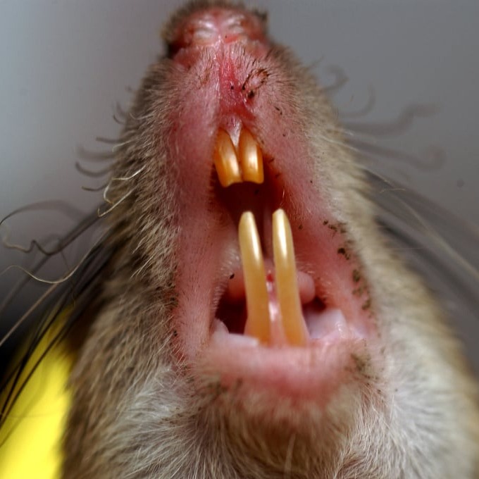 Дератизация крыс в Ачинске?